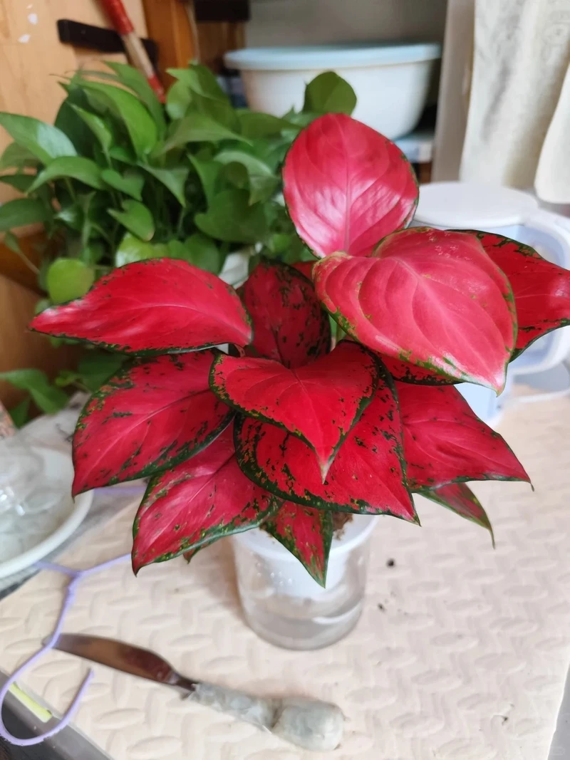 Cây Vạn lộc hợp mệnh được nhiều người quan tâm