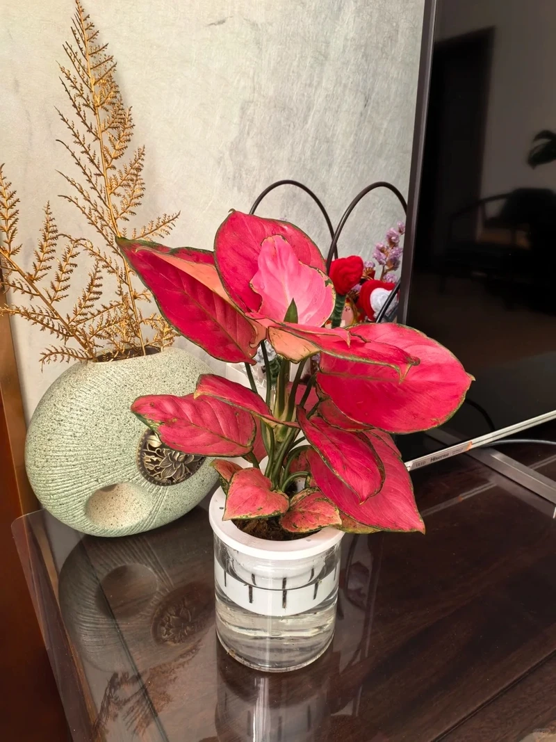 Cây Vạn lộc dễ chăm sóc phù hợp người bận rộn