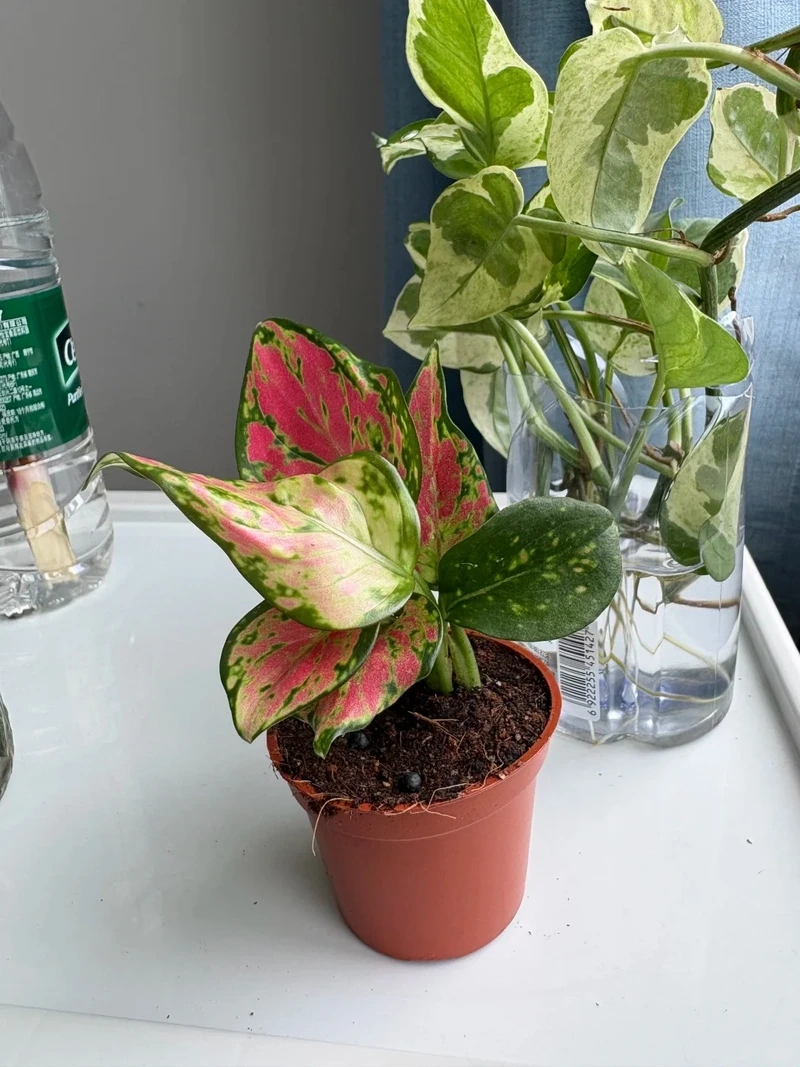 Cây Vạn lộc nội thất hài hòa tổng thể không gian