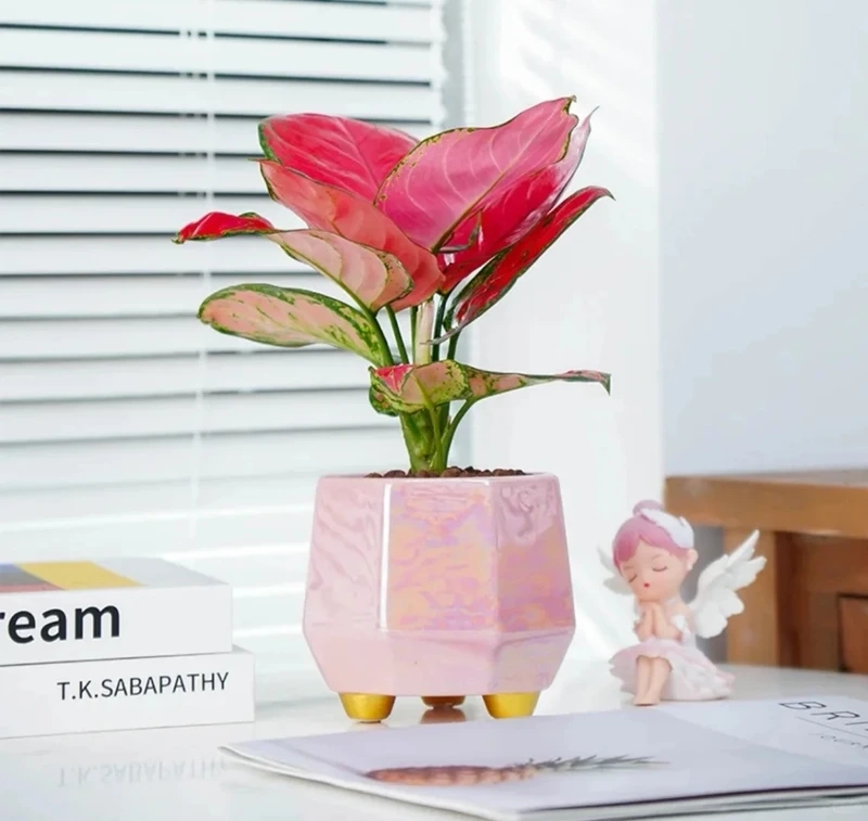 Cây Vạn lộc phong cách tối giản tinh gọn thanh lịch