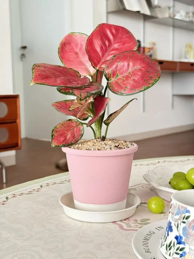 Cây Vạn lộc trồng trong nhà xanh bền quanh năm