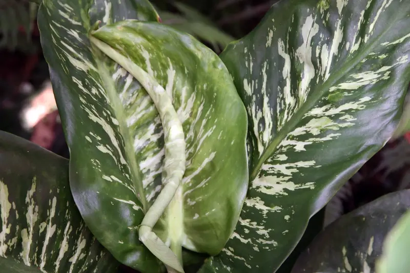 Hướng dẫn chăm sóc cây Vạn Niên Thanh để lá luôn xanh