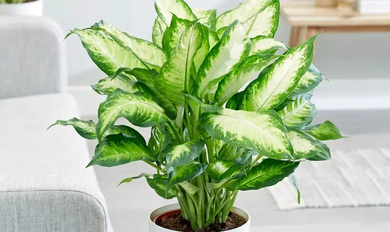 Khám phá các loại cây Vạn Niên Thanh phong phú và đẹp