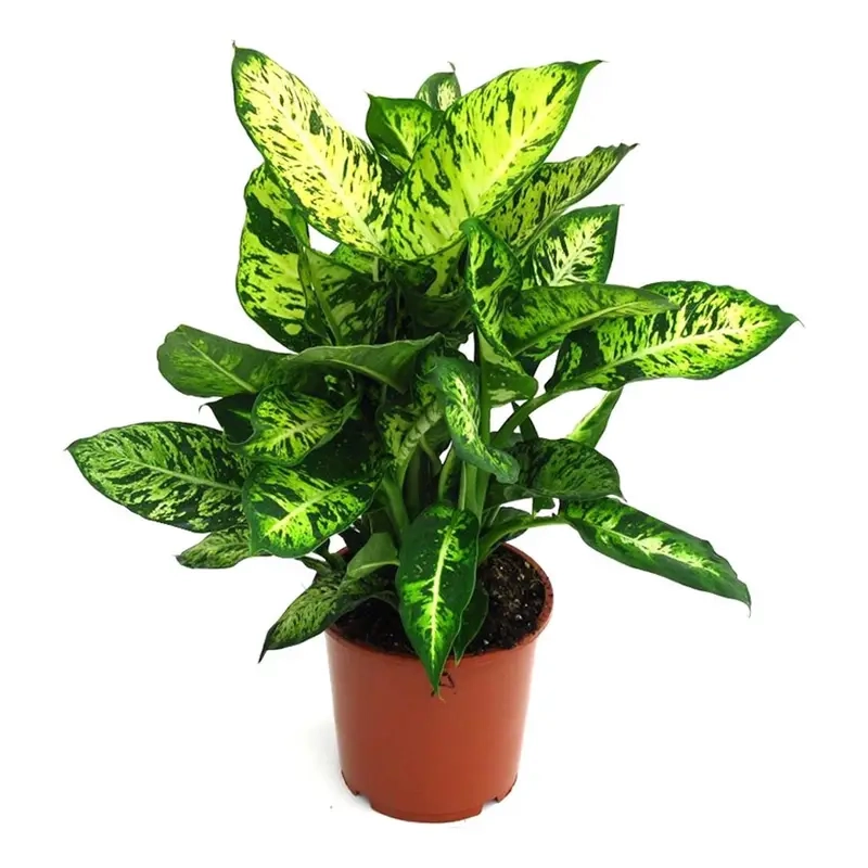 Cây cảnh Vạn Niên Thanh tạo điểm nhấn xanh cho ngôi nhà