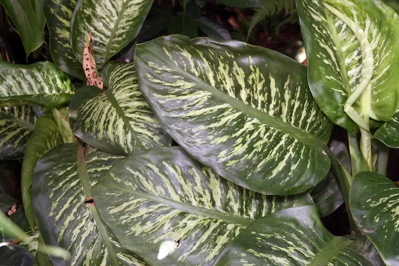 Cây Vạn Niên Thanh hợp với tuổi nào để tài lộc tới