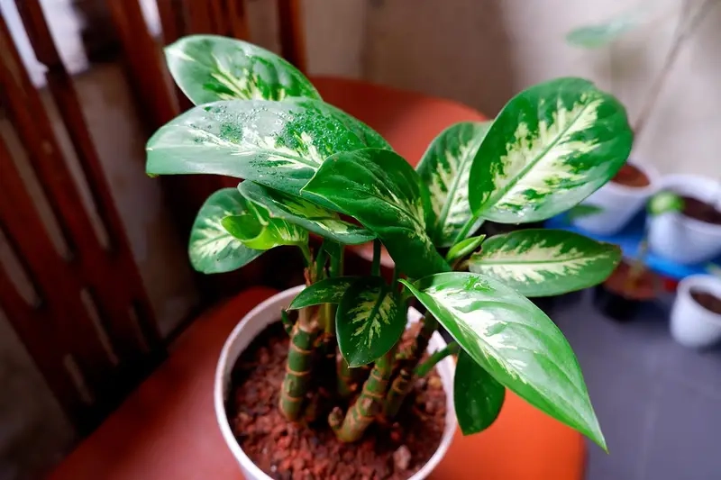 Cây Vạn Niên Thanh phong cảnh làm sân vườn thêm sinh động