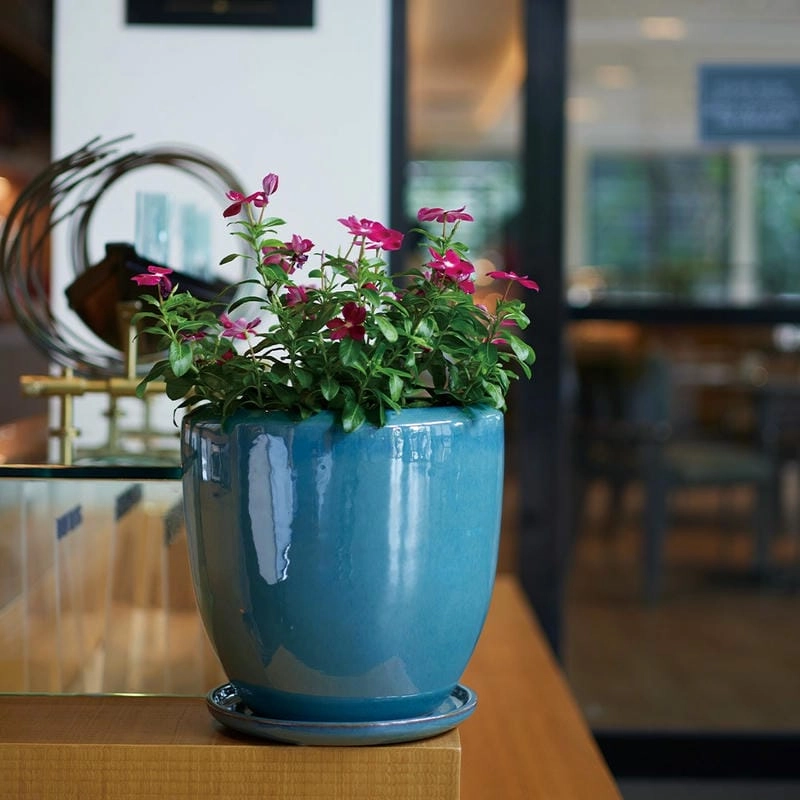 Chậu hoa cảnh hài hòa cho sân vườn nhà