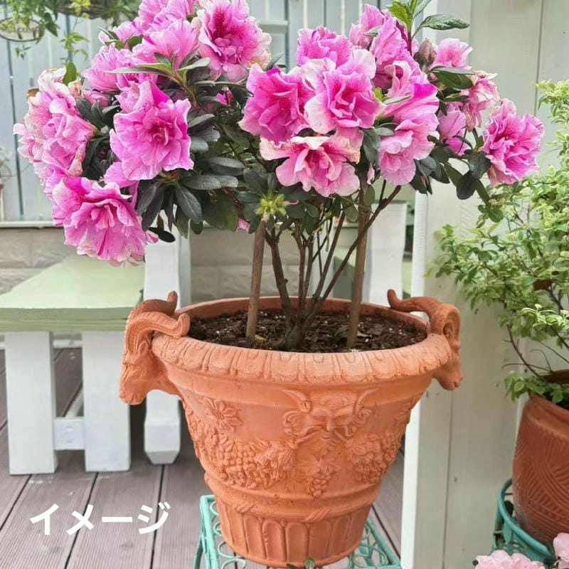 Background chậu hoa nhẹ nhàng trang nhã