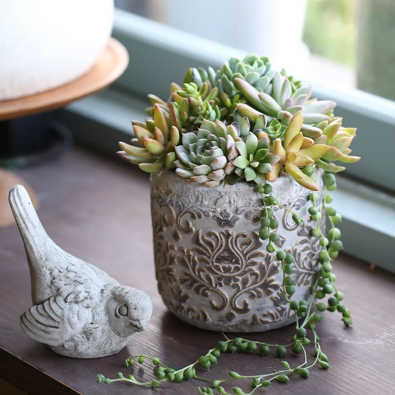 Trang trí góc xanh với chậu sen đá đẹp dễ thương