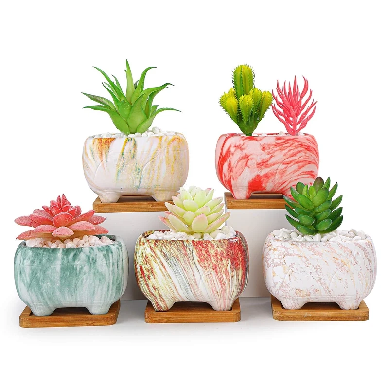 Khám phá ảnh chậu sen đá cực xinh cho phòng bạn