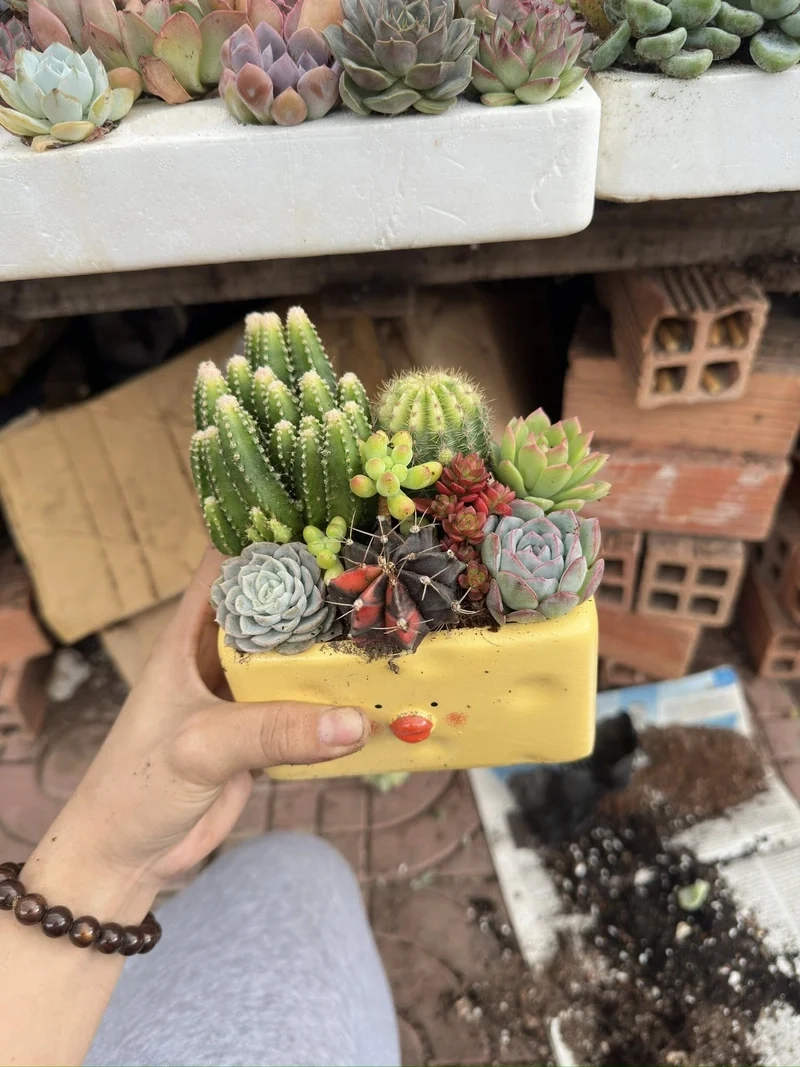 Thủ công xinh xắn với chậu sen đá handmade