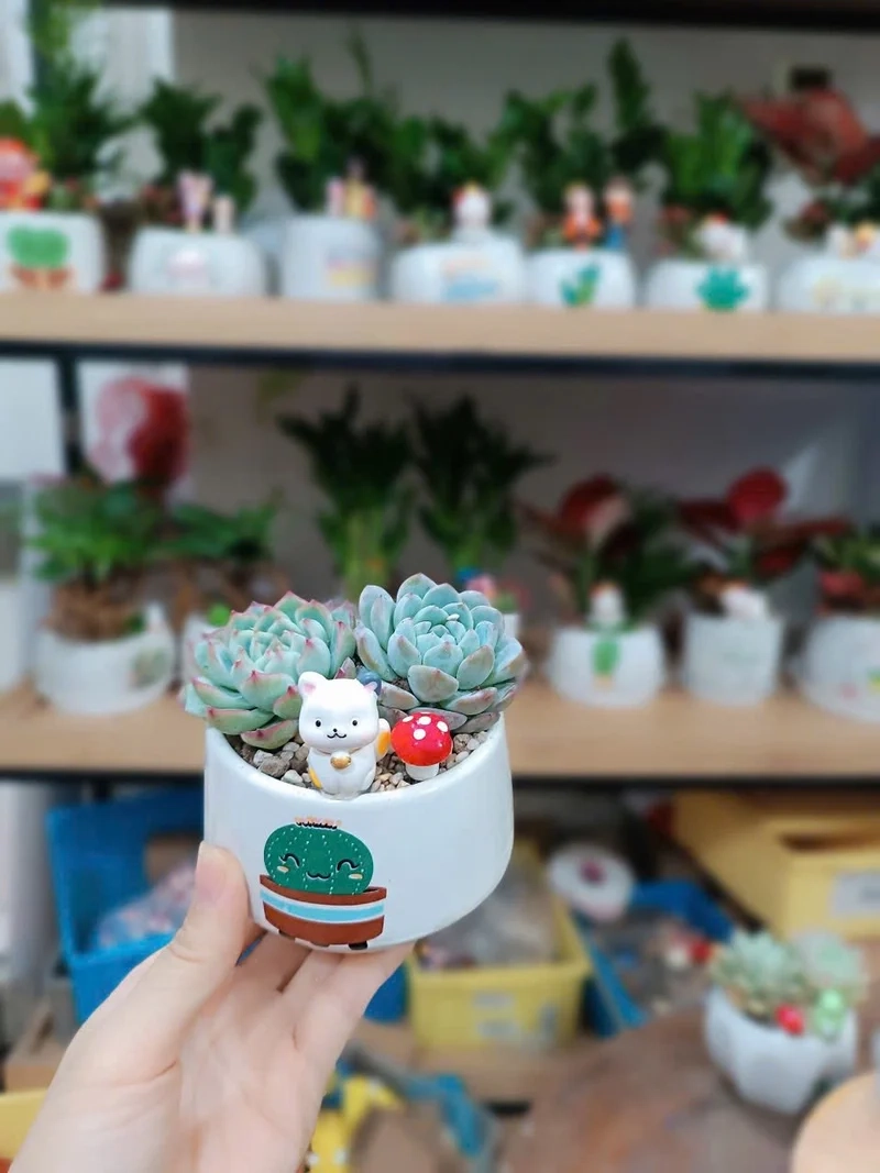 Ngắm chậu sen đá đẹp tự nhiên cực thu hút