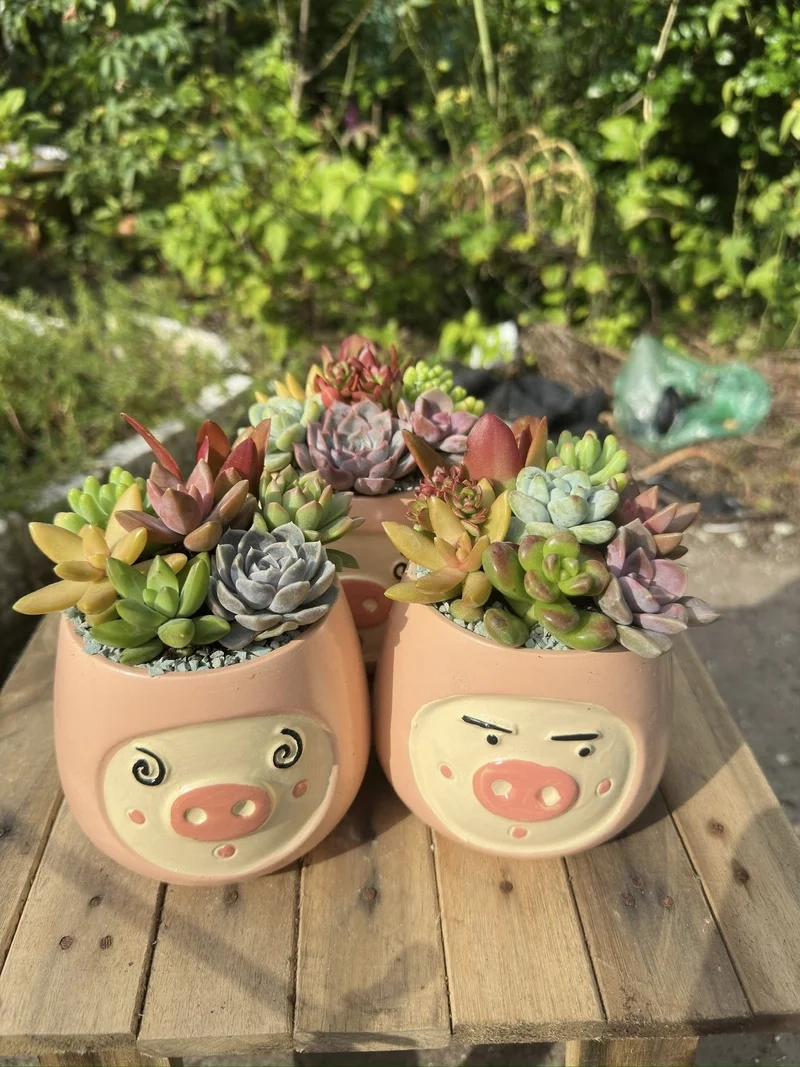 Trồng xinh tại Đà Lạt với chậu sen đá đà lạt