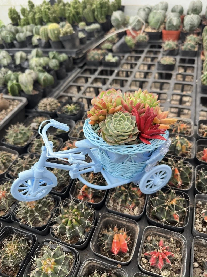 Trồng cây mini dễ dàng nhờ chậu sen đá trồng cây