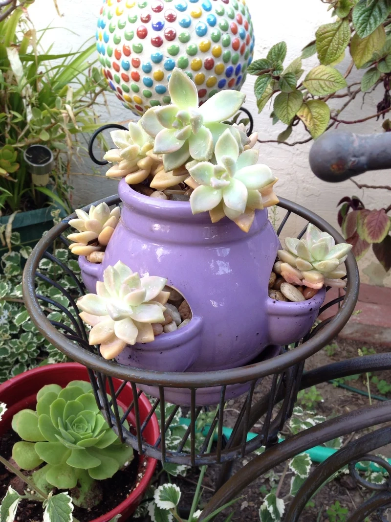 Chụp hình sống ảo với chậu sen đá chụp ảnh cực xinh