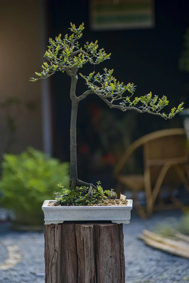 Tìm hiểu các dáng cơ bản trong bonsai