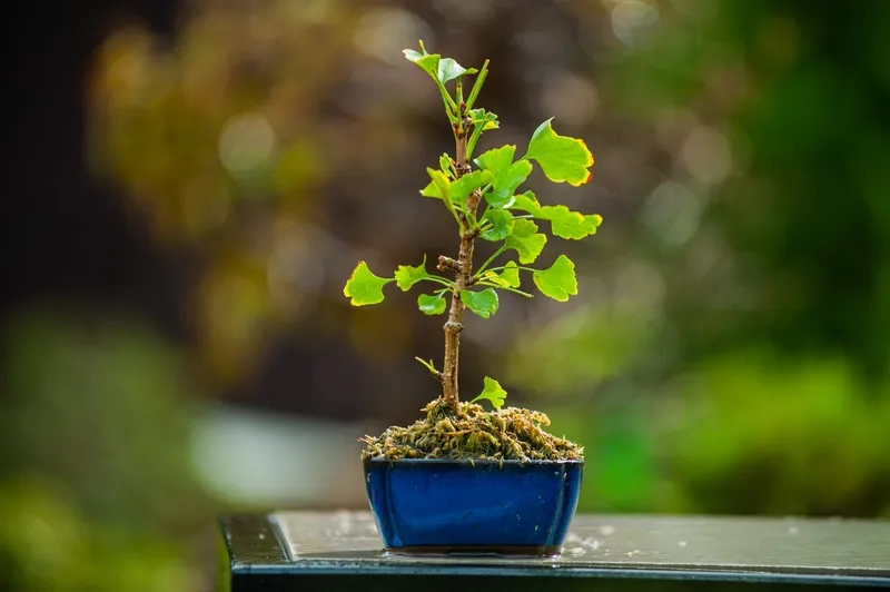 Kiểu dáng trực lắc bonsai cổ thụ