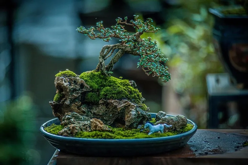 Mẹo phối chậu theo dáng cây cảnh