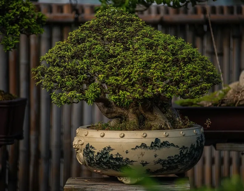 Đường uốn dáng bay bonsai nghệ