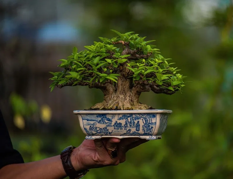 Thế dáng đa bonsai làng cổ kính