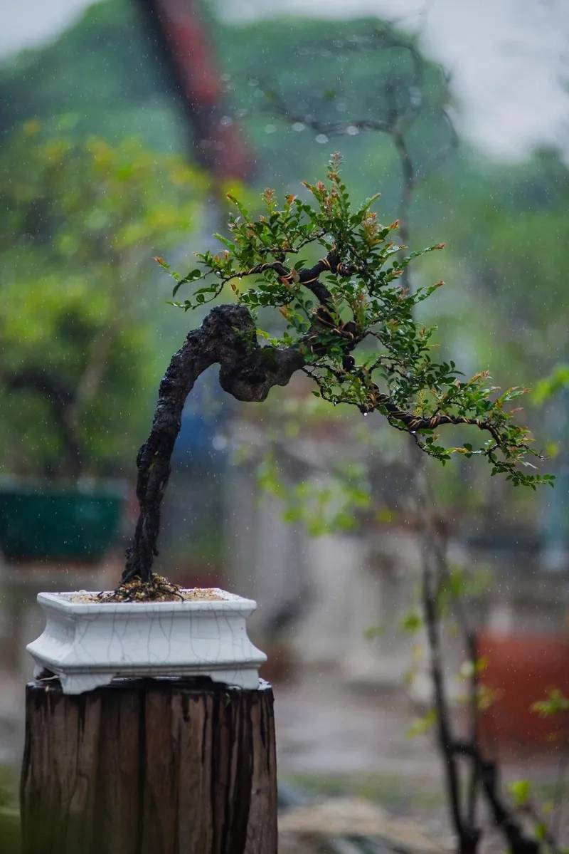 Vẻ đẹp của dáng trực bonsai chuẩn