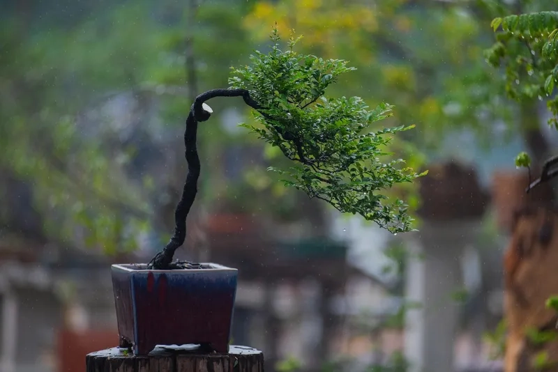 Kiểu dáng văn nhân thanh thoát