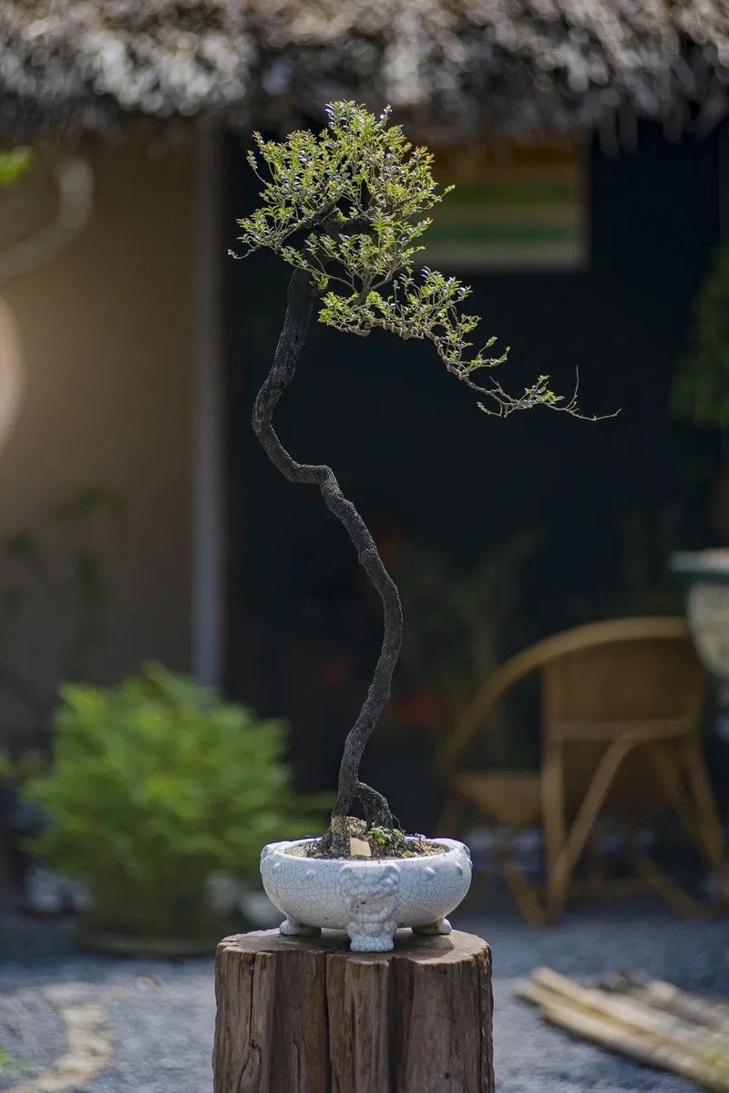 Ý nghĩa dáng bạt phong mạnh mẽ