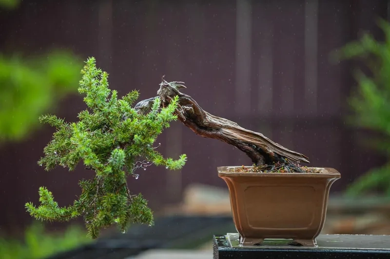 Tạo tác dáng chổi tự nhiên đẹp