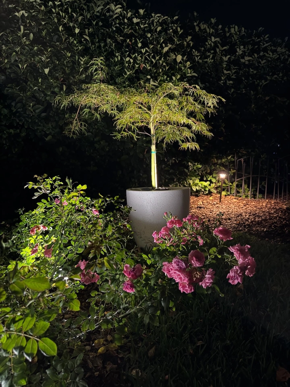 Đèn treo cây sân vườn hình ngôi sao độc đáo cho dịp lễ hội