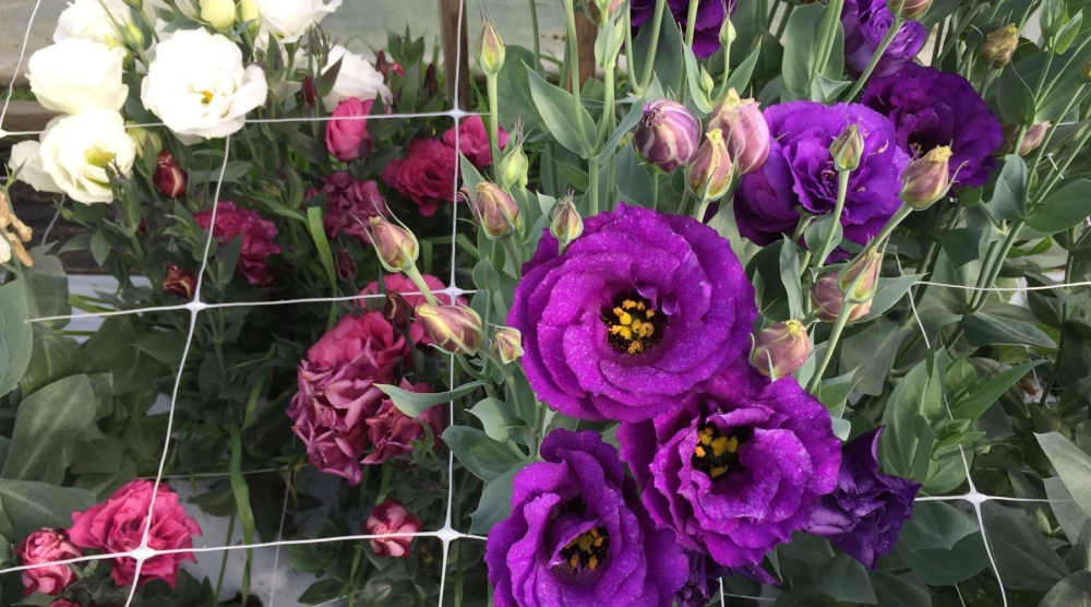 Những giàn hoa đẹp làm say lòng người