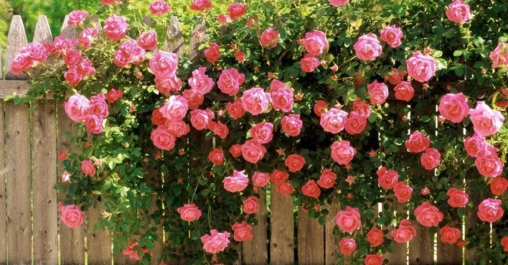 Giàn hoa ngoài trời tươi mát giữa nắng gió