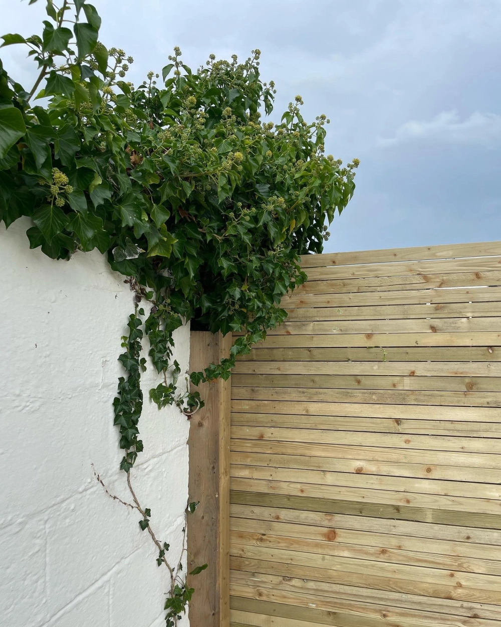 Mẫu hàng rào sân vườn đẹp kết hợp cây xanh và ánh sáng hiện đại