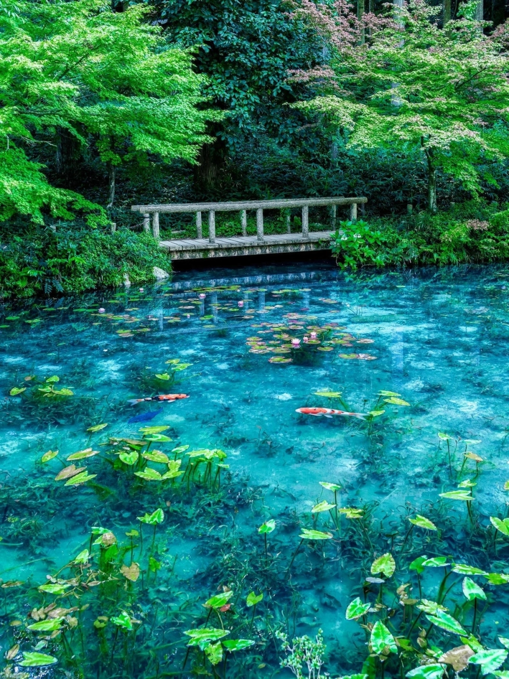 Cách trang trí hồ cá Koi đơn giản bằng sỏi và cây thủy sinh