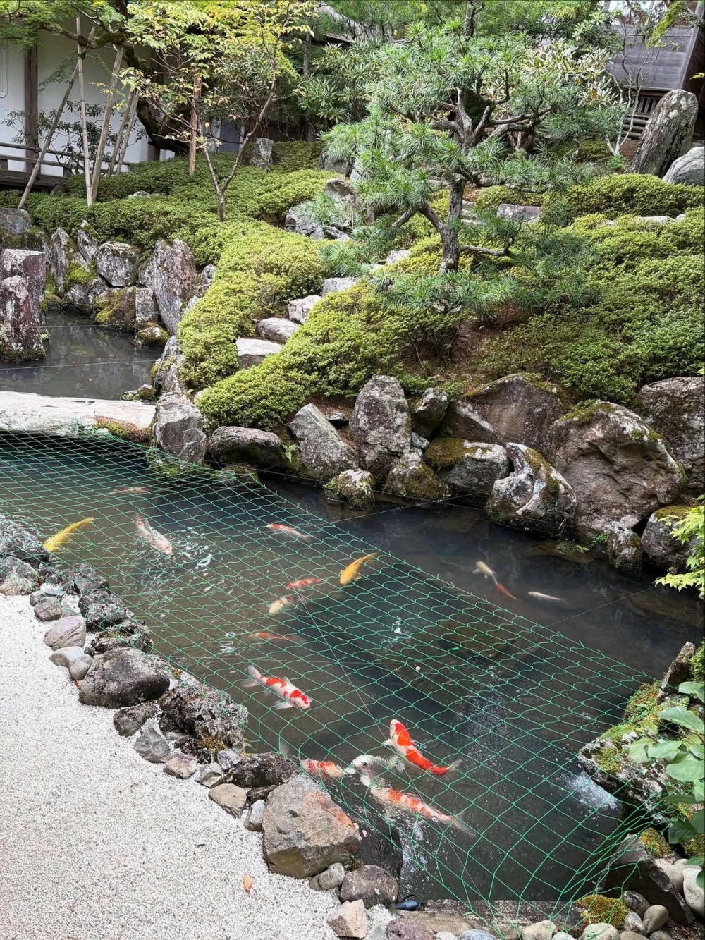 Thác nước hồ cá Koi tạo oxy và âm thanh thư giãn