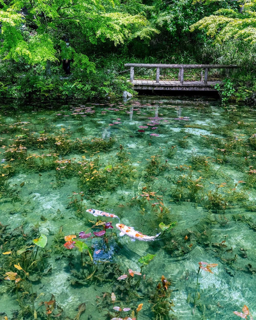 Hệ thống lọc hồ cá Koi chuyên nghiệp đảm bảo nước luôn trong