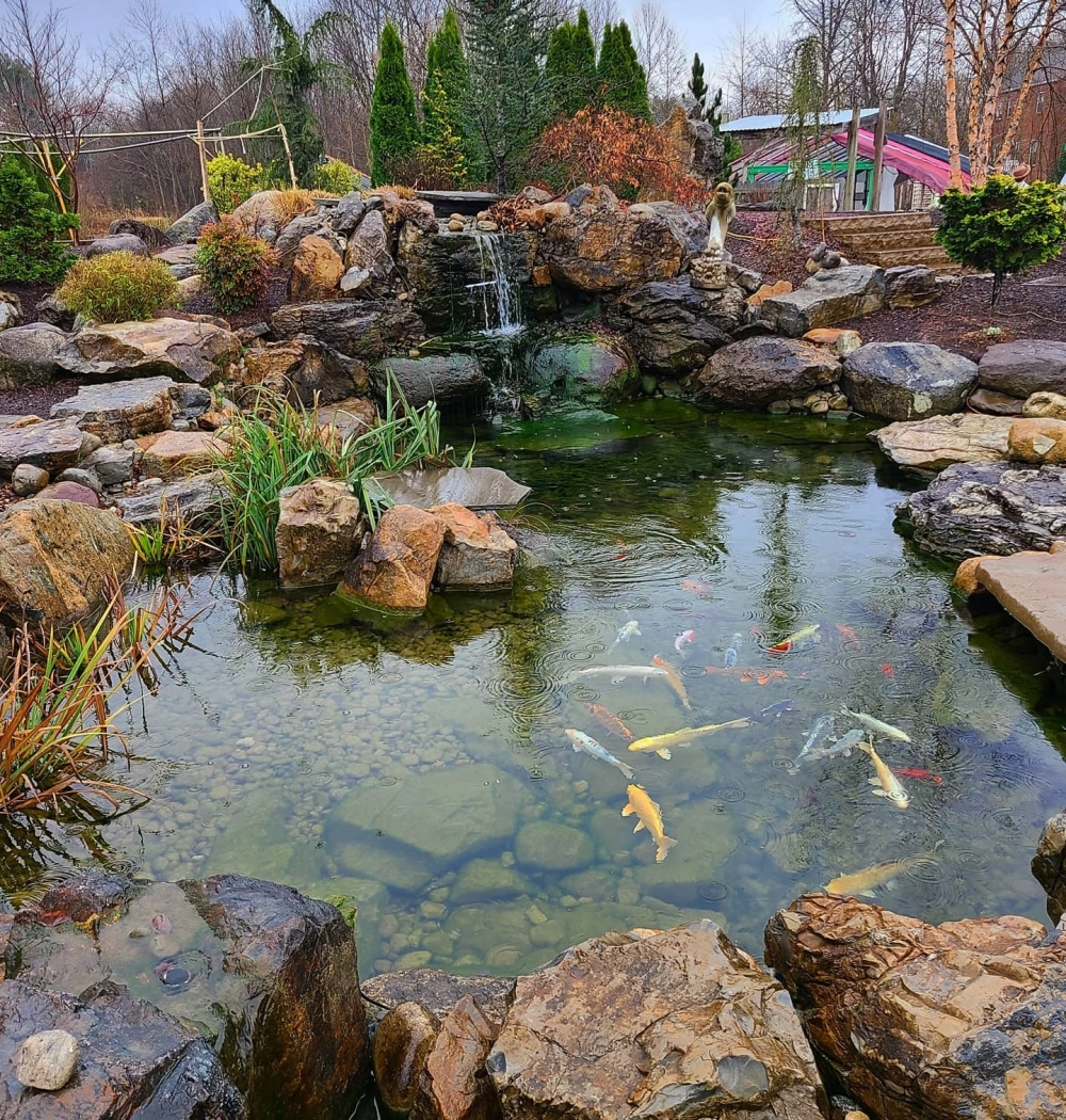 Hồ cá Koi biệt thự cao cấp với quy mô lớn và bầy cá đa sắc