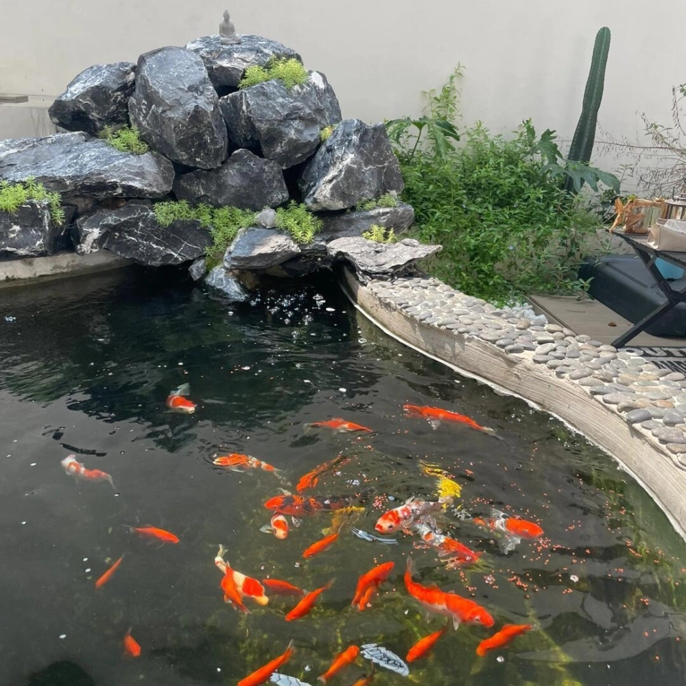 Hồ cá Koi sân thượng tối ưu không gian xanh cho nhà ống