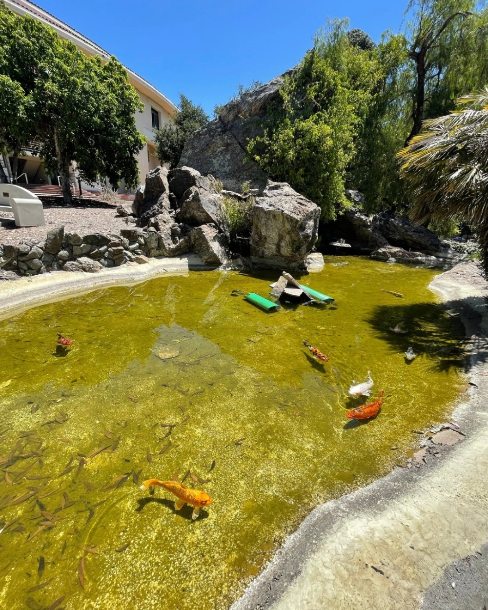 Các loại cây trồng quanh hồ cá Koi giúp làm mát không gian