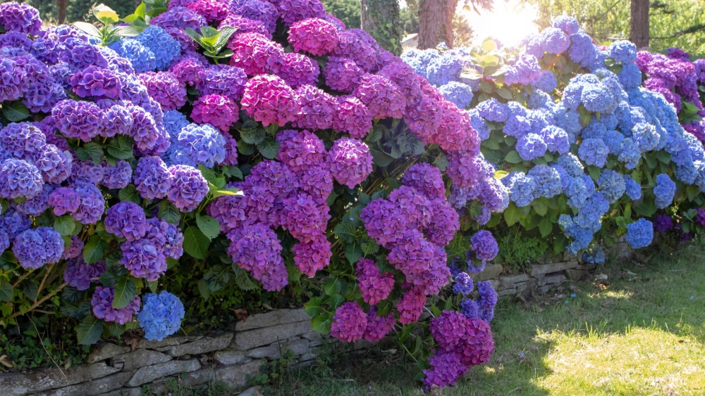 Ảnh bìa hoa cẩm tú cầu tạo điểm nhấn trang nhã