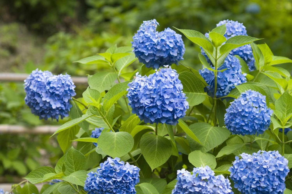 Cây hoa cẩm tú cầu xanh tốt tô điểm khu vườn