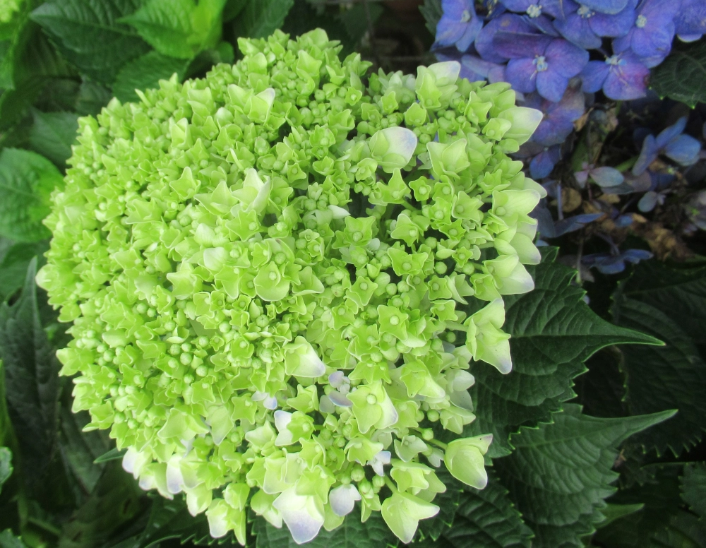 Các loại hoa cẩm tú cầu đa sắc đầy mê hoặc