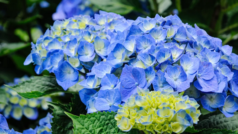 Sự tích hoa cẩm tú cầu gắn liền câu chuyện cảm động