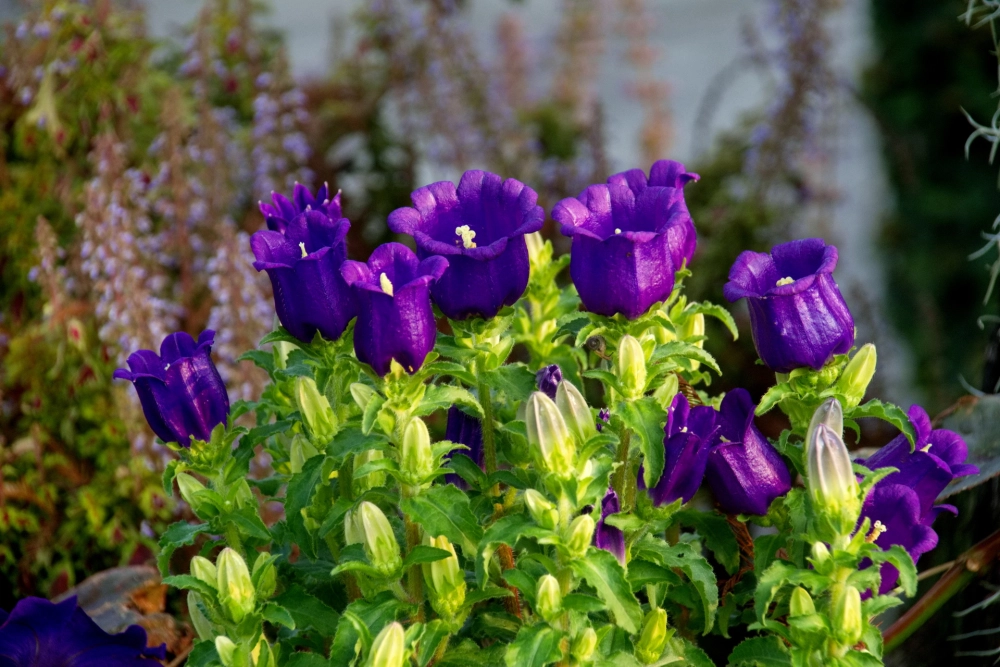 Ngắm hoa chuông để lòng thêm an yên