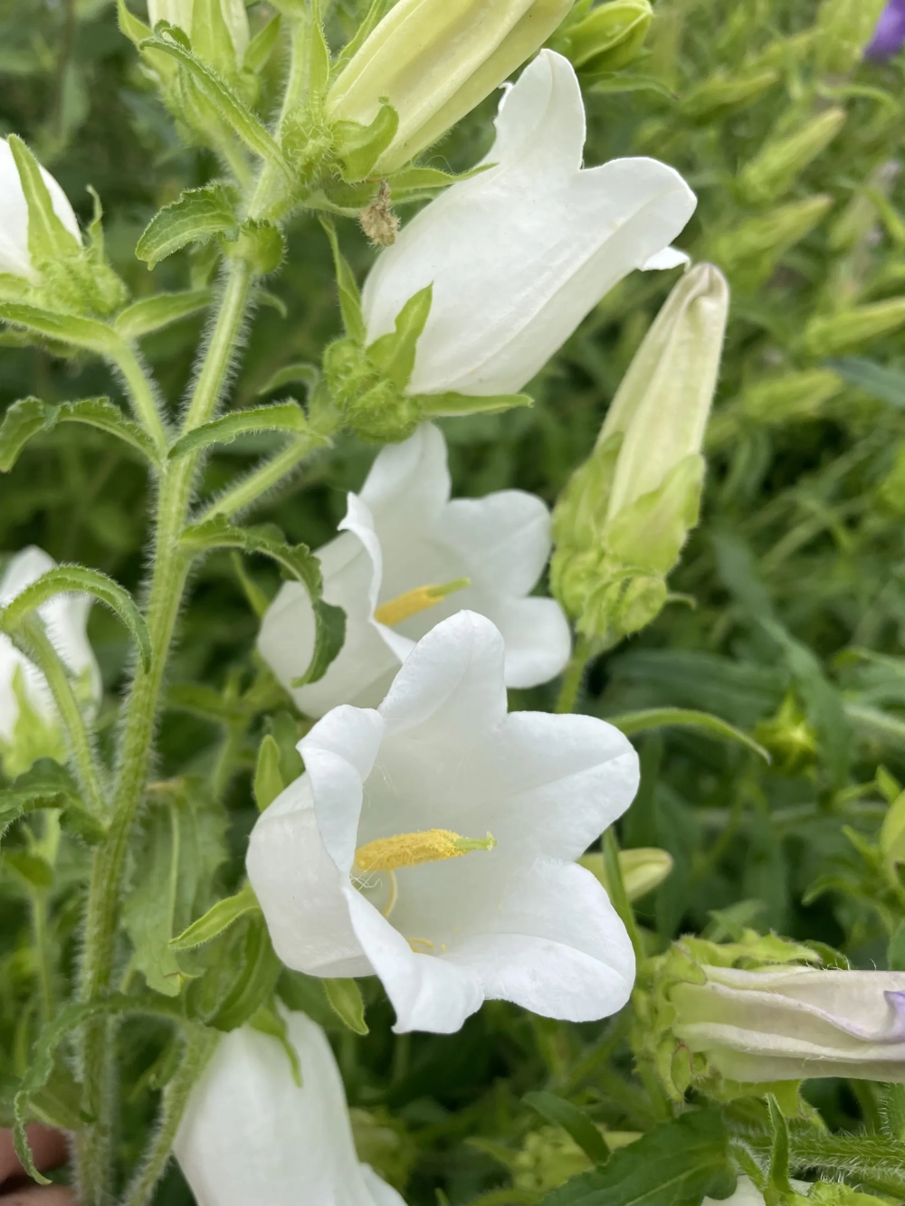 Các loại hoa chuông đa dạng sắc màu duyên dáng