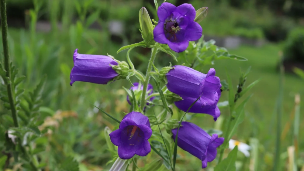 Sự tích hoa chuông gắn liền câu chuyện cổ tích