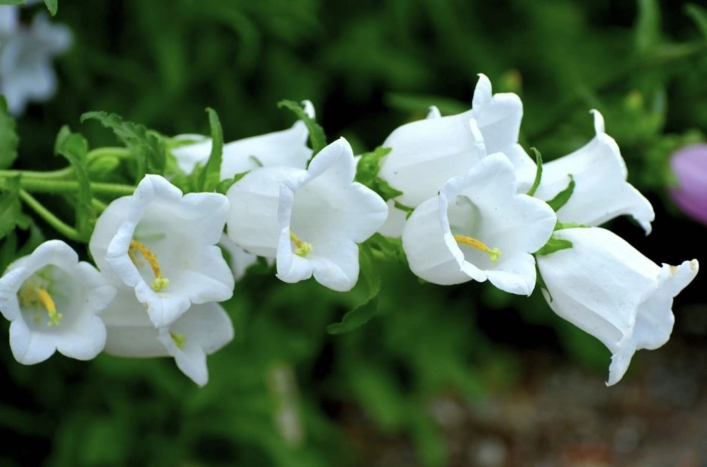 Tải ảnh hoa chuông để lưu giữ vẻ đẹp tinh khôi