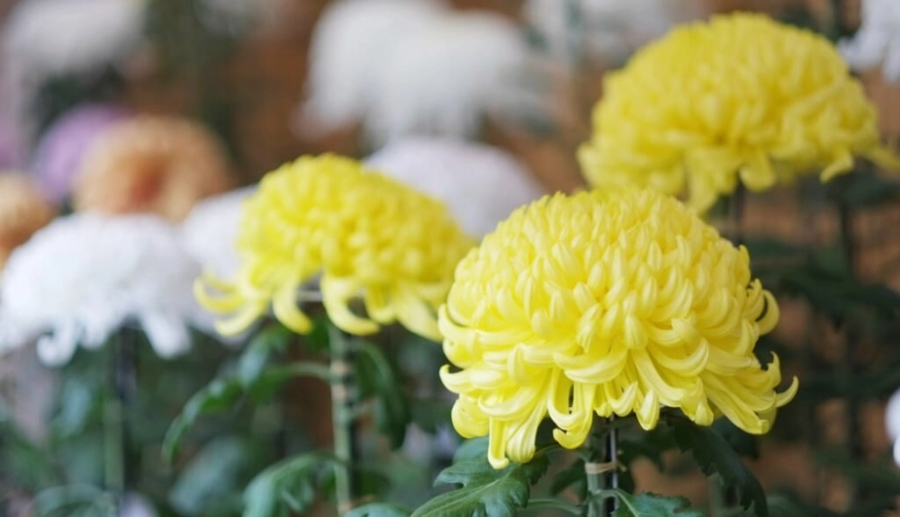 Hoa cúc mang vẻ đẹp giản dị và bền bỉ