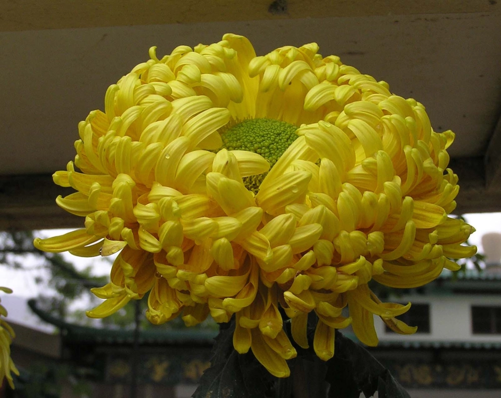 Đặc điểm hoa cúc nổi bật với cánh xếp đều