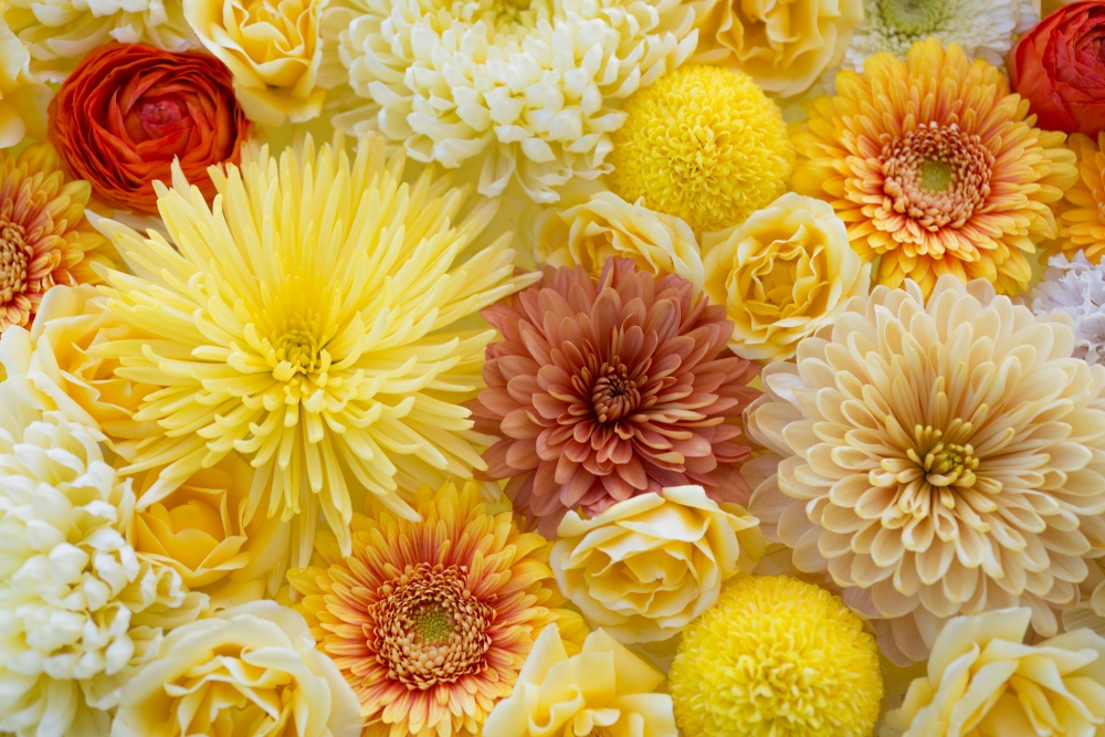 Ảnh hoa cúc đẹp gây ấn tượng dịu dàng