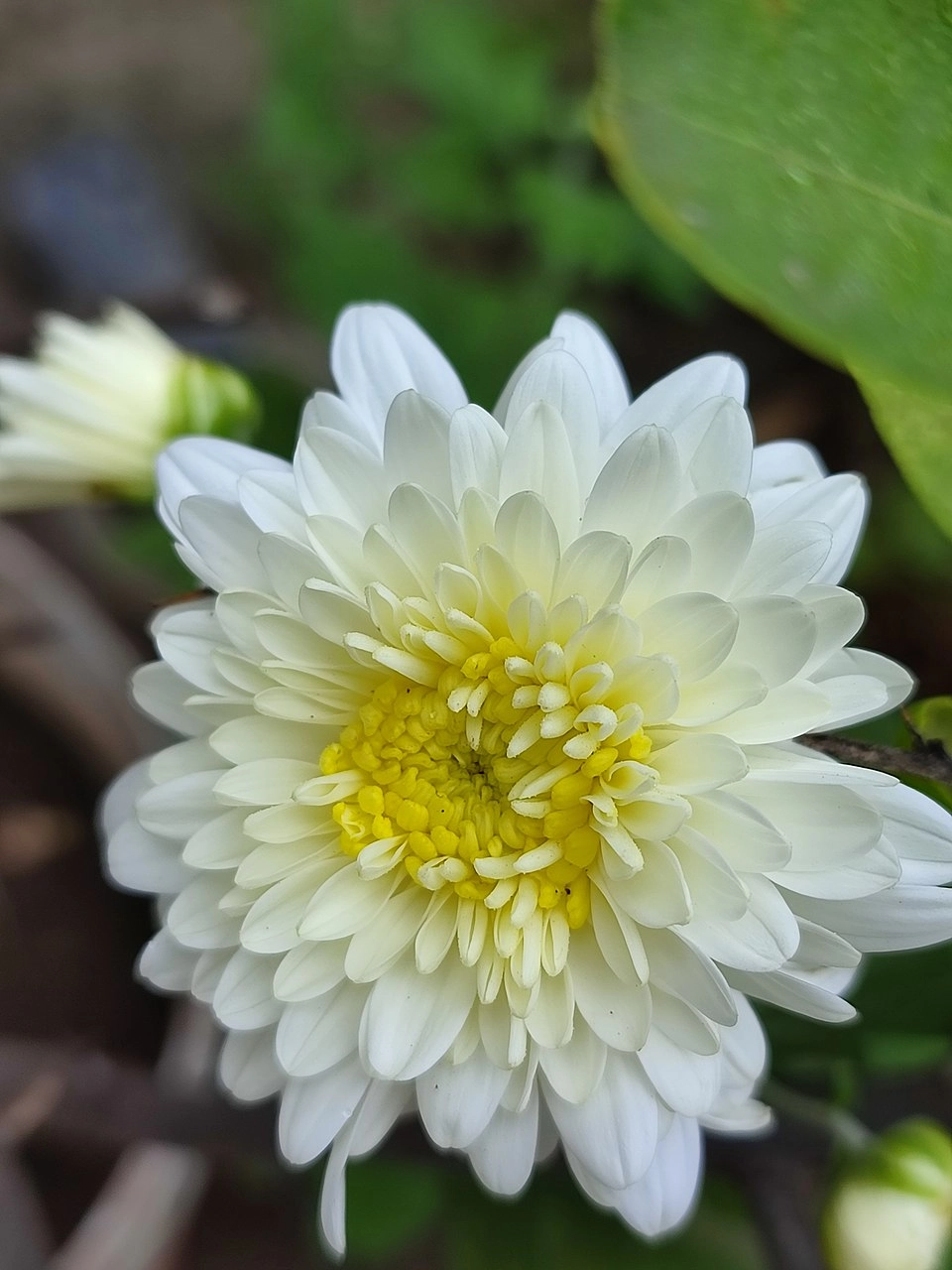 Ảnh bìa hoa cúc tạo điểm nhấn trang nhã